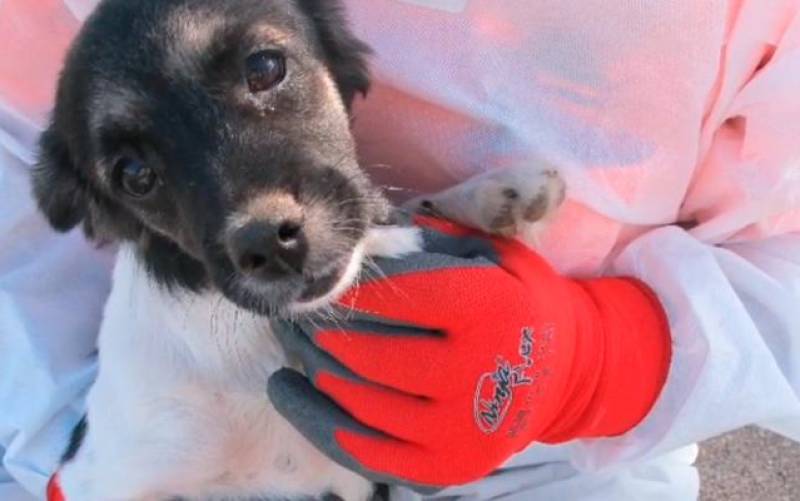 Rescatan 76 perros en pésimas condiciones en Tenerife