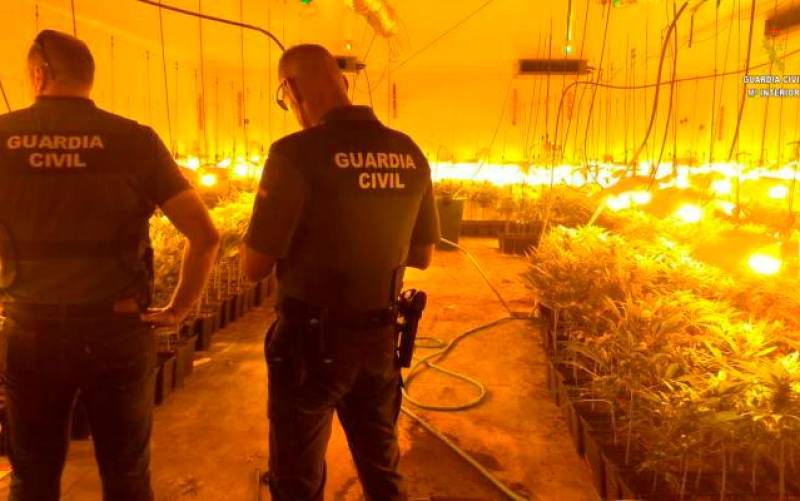 Plantación de marihuana descubierta por la Guardia Civil. / Guardia Civil