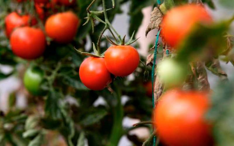 El tomate de Los Palacios, de récord en récord