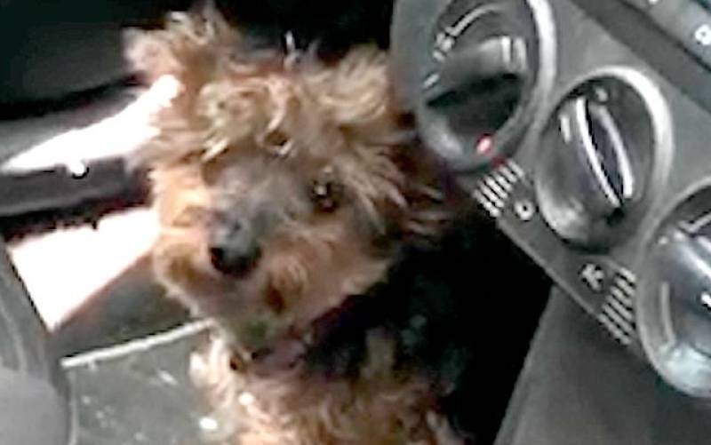 Denunciada en Sevilla por encerrar a su perro en el coche a 40ºC