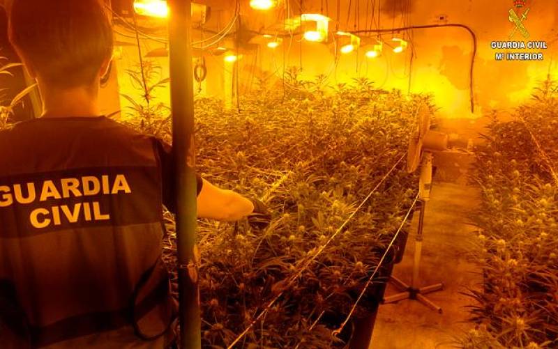Plantación de marihuana descubierta por la Guardia Civil. / El Correo