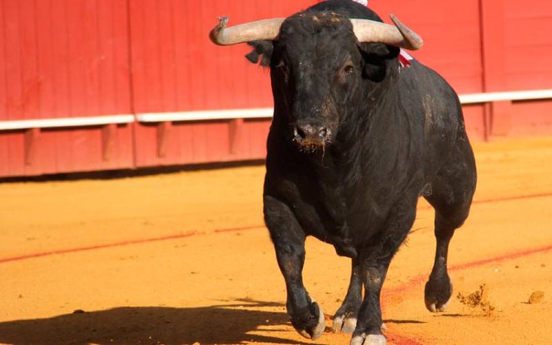 ¿Tiene que ver la edad de los toros con su capacidad de herir a los toreros? / Foto: Álvaro Pastor Torres