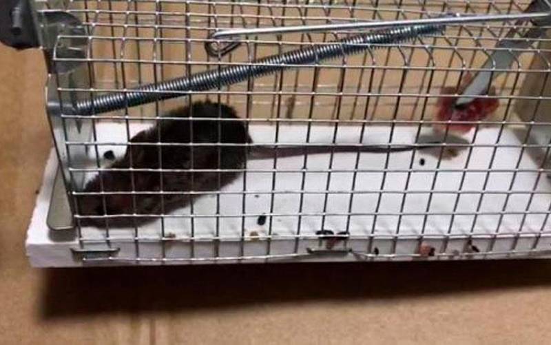 Investigan a dos jóvenes en Lora por quemar a una rata viva dentro de una jaula