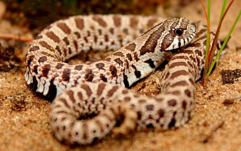 Ejemplar de serpiente heterodon nasicus o serpiente de hocico de cerdo. / El Correo