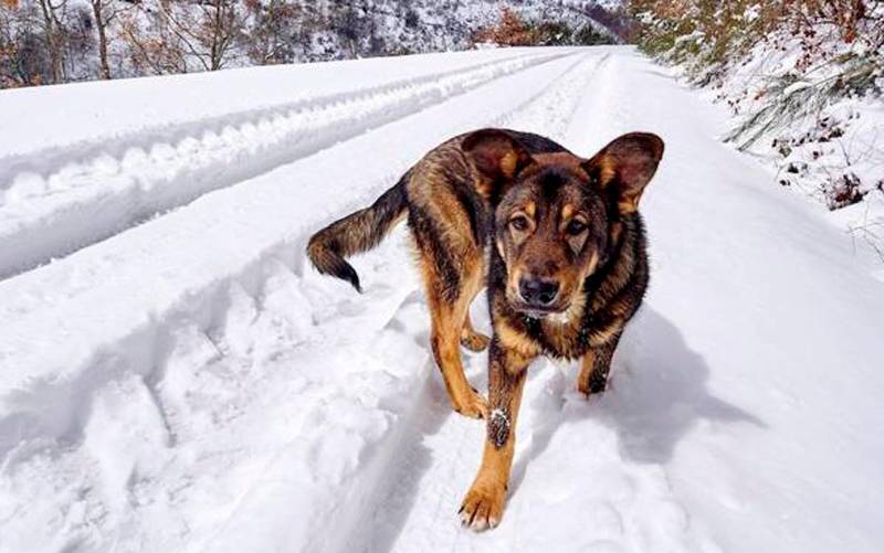 Un perro en la nieve. / EFE