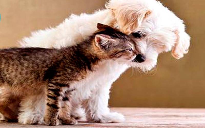 Perros y gatos: compromiso y beneficios para la salud 
