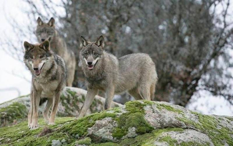 Tres ejemplares de una manada de lobos fotografiados en la cima de una colina en Sierra Morena. / Europa Press