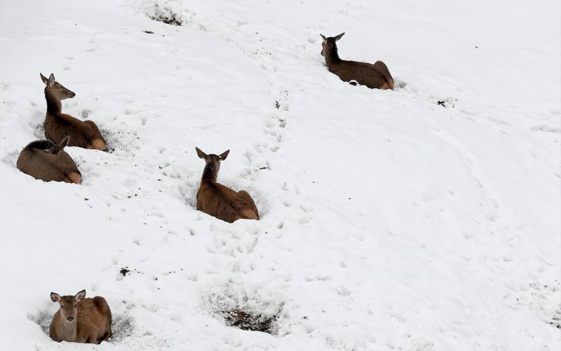 Un grupo de ciervos tumbados sobre la nieve Navarra. EFE/ Jesus Diges