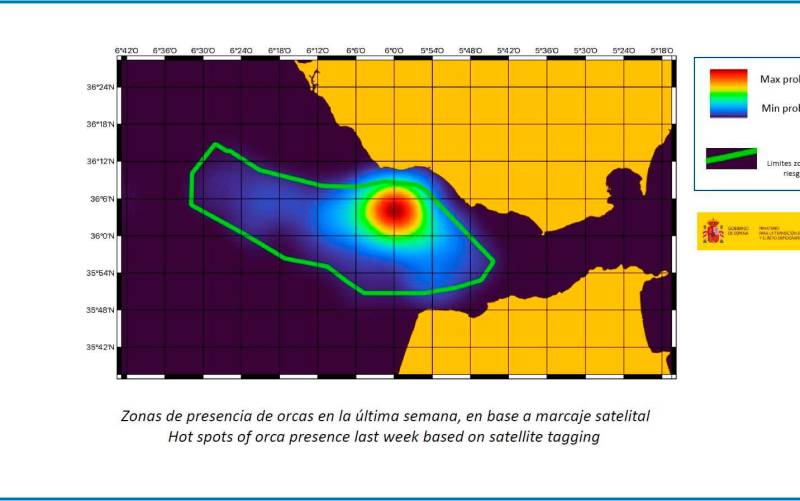 Una orca con un marcaje satelital ayudará a evitar ataques en Cádiz