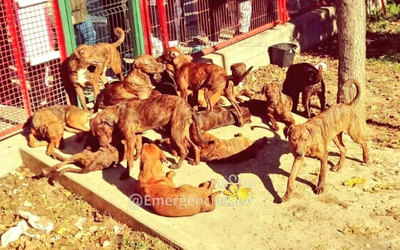 Buscan al autor del abandono de 18 perros en el interior de un parque infantil