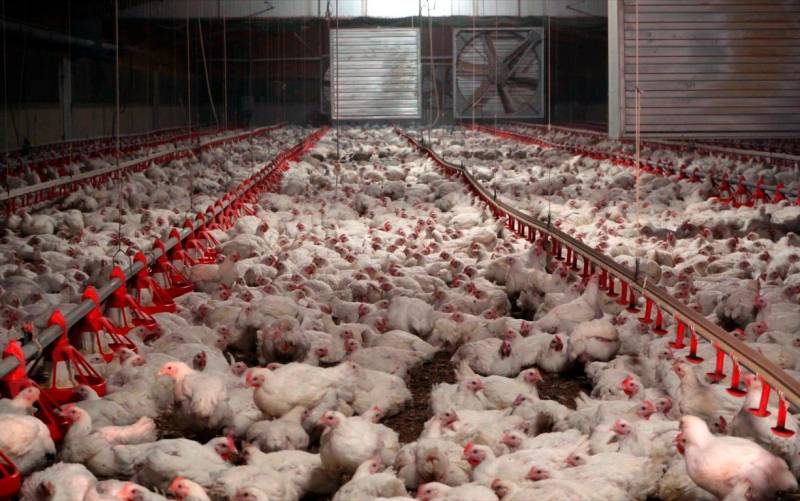Declaran un brote de gripe aviar en Segovia