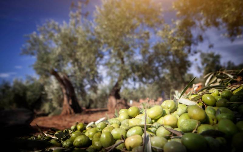 Premiado un aceite de oliva de Mercadona