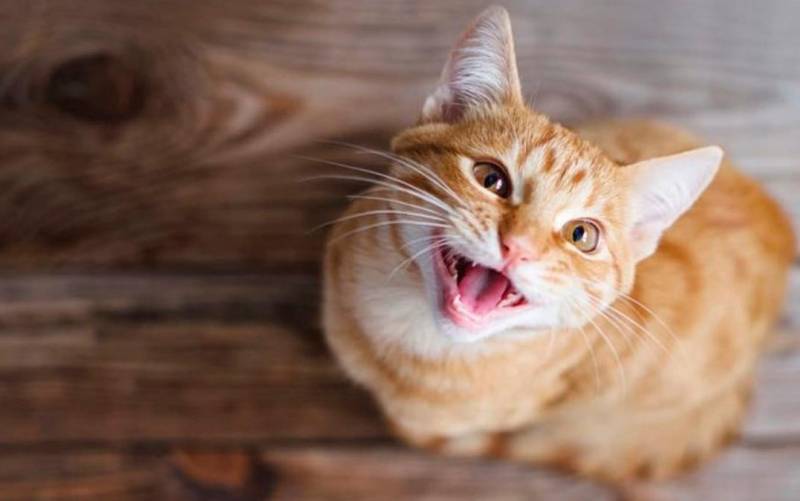 ¿Sabes por qué maúllan los gatos?