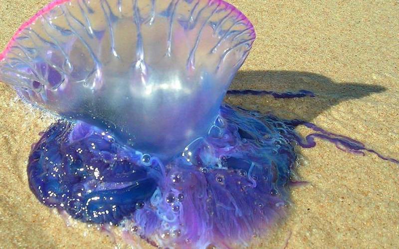 Un ejemplar de medusa denominada 'carabela portuguesa'. EFE