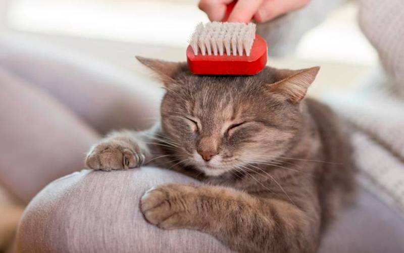 Cuidados del pelaje de tu gato
