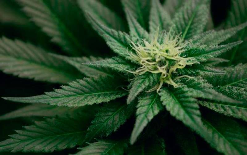 La ONU reconoce oficialmente las propiedades medicinales del cannabis