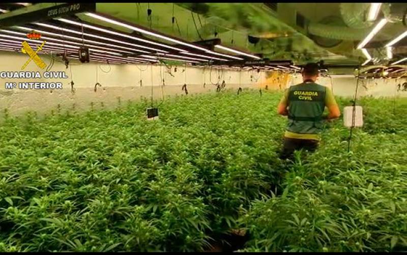 Hallan 10.000 plantas de marihuana en un pueblo de 700 habitantes
