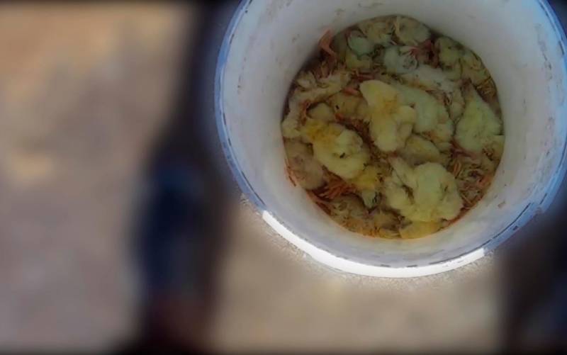 Equalia denuncia maltrato animal en dos granjas de pollos proveedoras de Lidl, que condena e investiga los hechos. La ONG publica imágenes de pollos golpeados o en descomposición y con larvas expuestos al aire.
