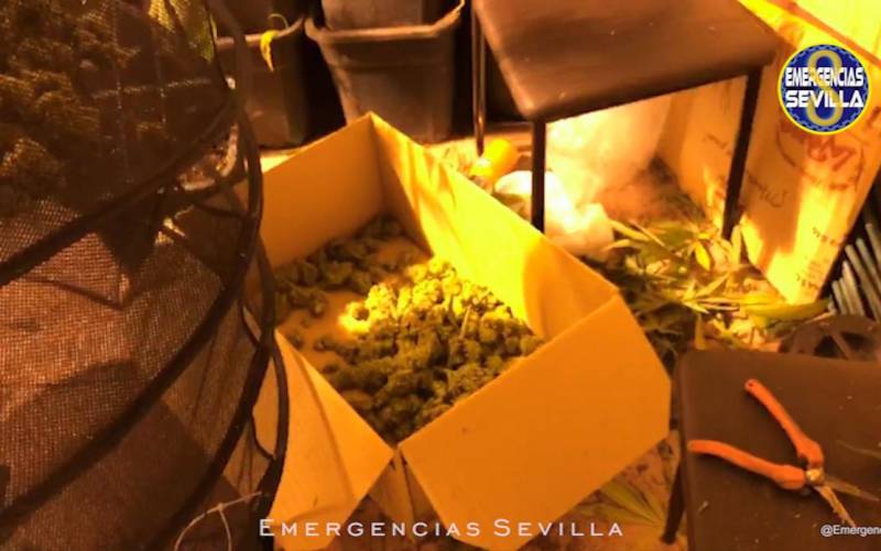 Intervenidas casi 50 plantas de marihuana en una vivienda de Amate