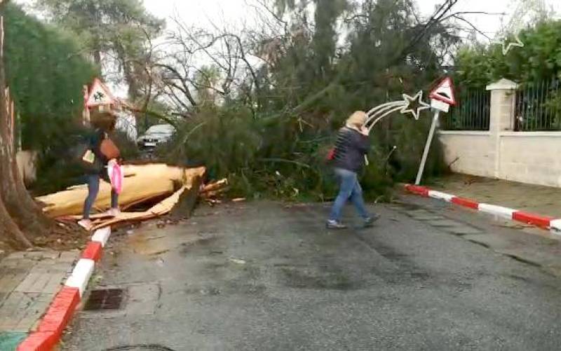 VÍDEO: El viento derriba un árbol y provoca el corte de una calle en Espartinas
