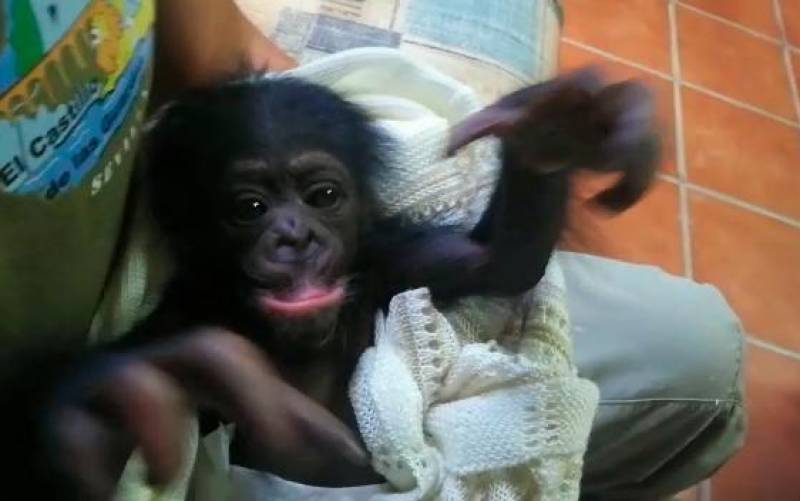 VÍDEO | Salva, el primer chimpancé nacido en la provincia de Sevilla