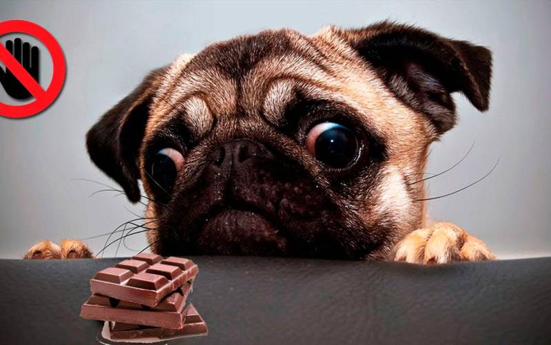 Mascota: intoxicación por chocolate de tu perro