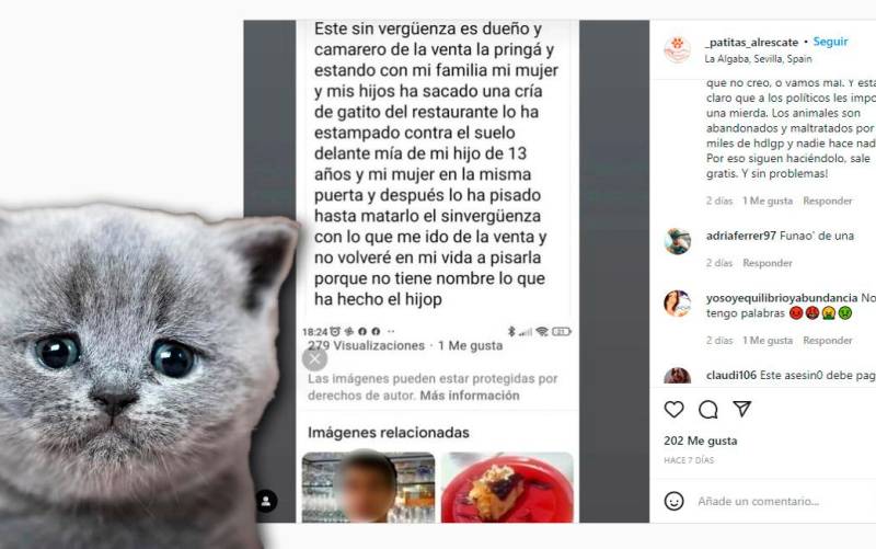 Indignación e impotencia: asesino de gatos «suelto» en La Algaba