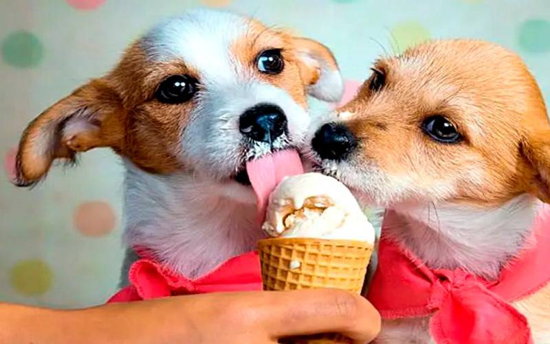 ¿Es bueno darle helado a tu mascota?