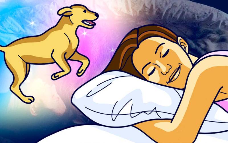 Mascotas: que significa soñar con perros