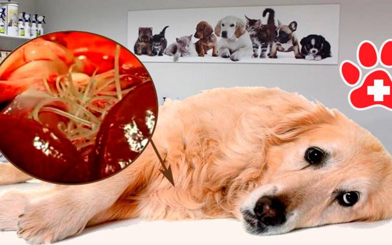 Cuidado con el «gusano del corazón» que afecta a los perros