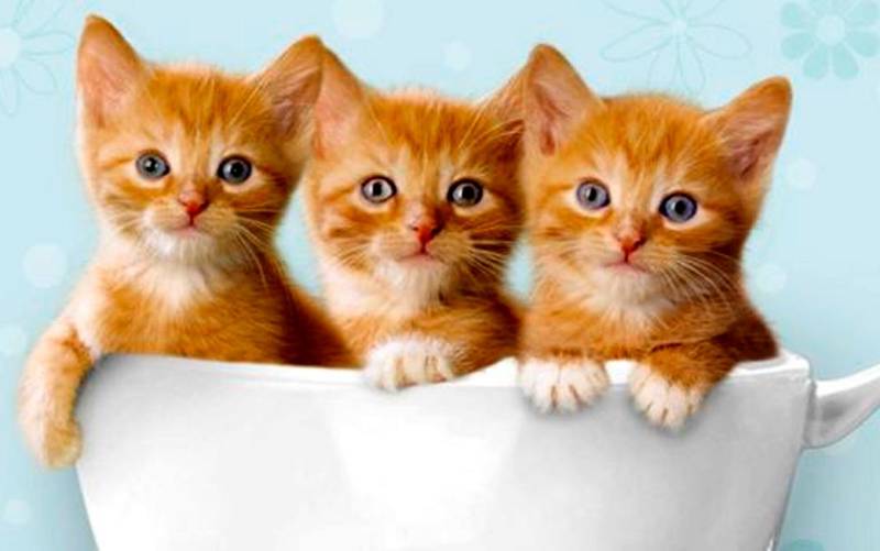 40 cosas curiosas que no sabías de los gatos