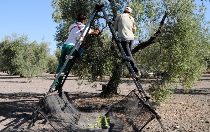 Dos temporeros hacen el verdeo en la Campiña sevillana, una de las zonas más afectadas por la sequía. / M. Montiel