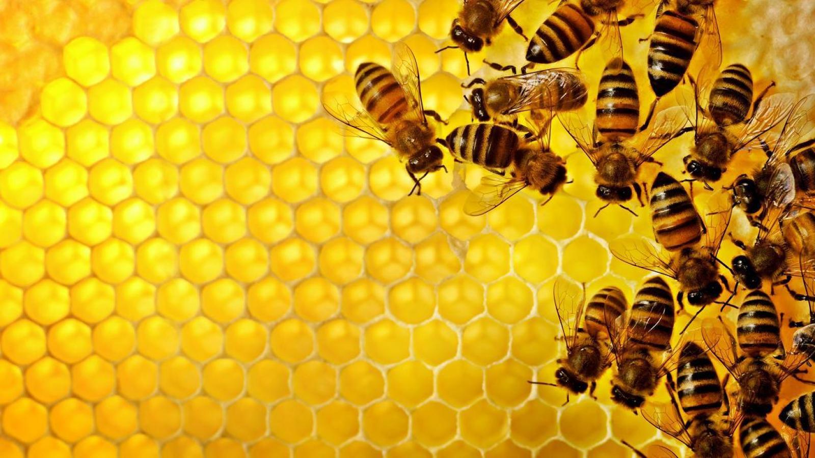 Colmenas en la ciudad para salvar a las abejas